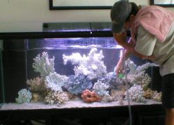 Как чистить аквариум в домашних условиях?