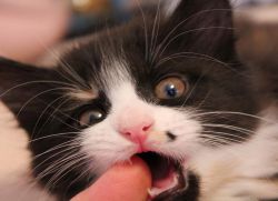Почему кошка кусается, когда ее гладишь?