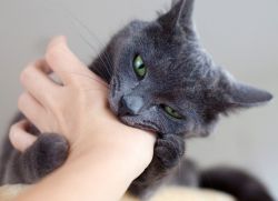 Почему кошка кусается, когда ее гладишь?