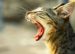 Запах изо рта у кошки - причины