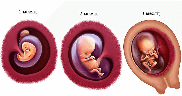 3 семестр беременности. Плод ребенка в 2 месяца беременности. 1 Триместр беременности. Беременность 1 триместр эмбрион. Триместры беременности.