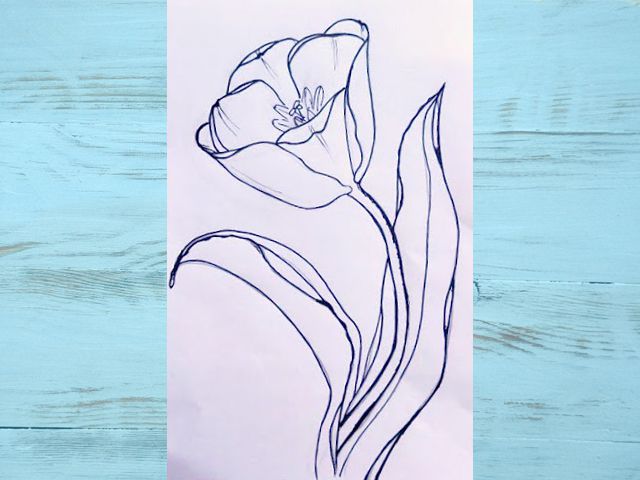 Как нарисовать тюльпаны