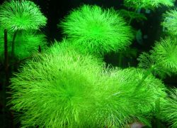 Аквариумные водоросли 