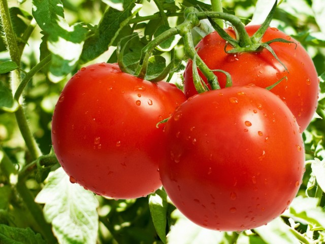 Как собрать хороший урожай томатов?