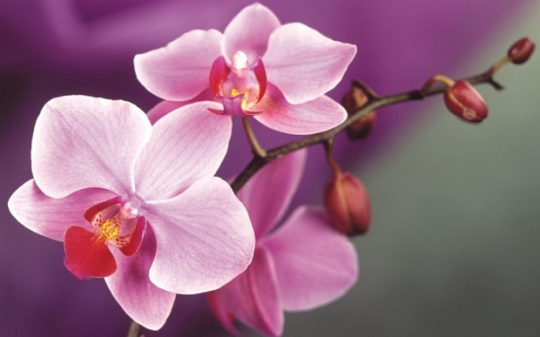 Как правильно ухаживать за орхидеей дома   