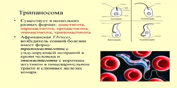 Болезнь Шагаса - диагностика и симптомы трипаносомоза, фото
