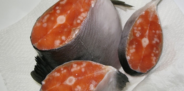 Сфирион люмпи - опасен ли для человека и фото паразита морского окуня