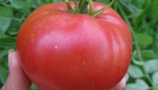Как вырастить крупные помидоры: полезные советы