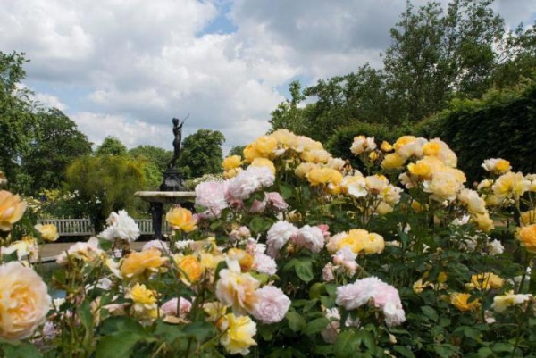 Лучшие сорта парковых роз для Подмосковья