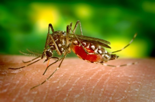 Как защитить малыша от укусов насекомых