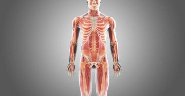 Биоимпедансный анализ состава тела: определение, цель исследования и расшифровка