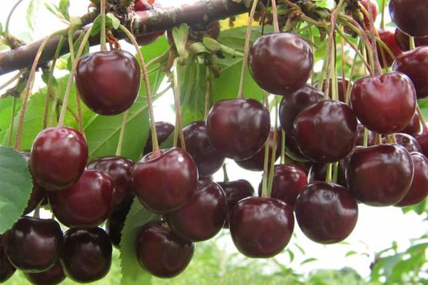 Какой сорт вишни выбрать для выращивания на Украине