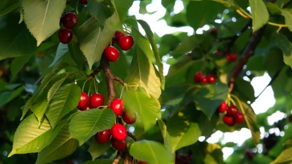 Какой сорт вишни выбрать для выращивания на Украине