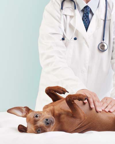 "Кобактан": инструкция по применению в ветеринарии, описание препарата, состав