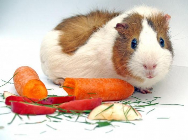 Анализ на пищевую непереносимость для похудения: отзывы