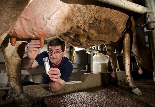 Инструкция по применению "Мастиета Форте": лечение мастита у коров