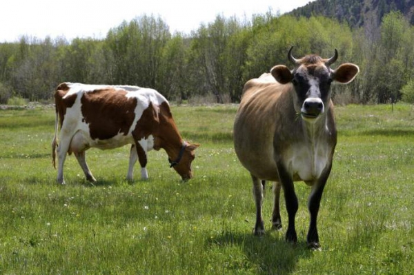 Инструкция по применению "Мастиета Форте": лечение мастита у коров