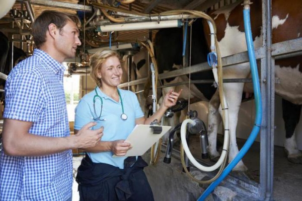 Инструкция по применению "Мастиета Форте": лечение мастита у коров