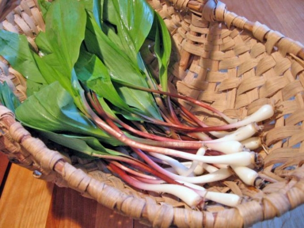 Что такое черемша? 