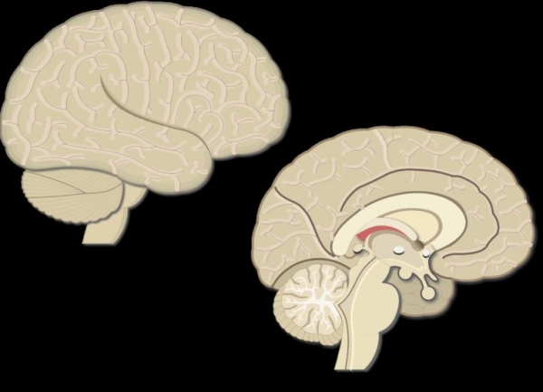 Извилины головного мозга и борозды: строение и функции