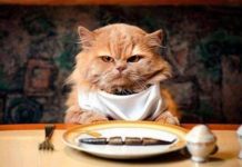 Быть владельцем кота – насколько это хлопотно?