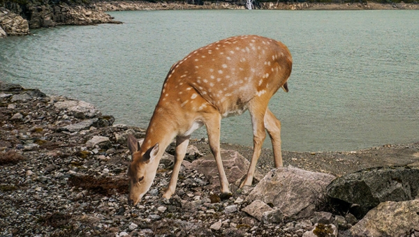 Что такое литофагия