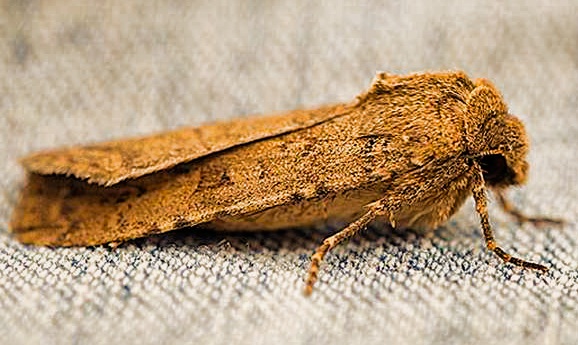 Как одолеть моль