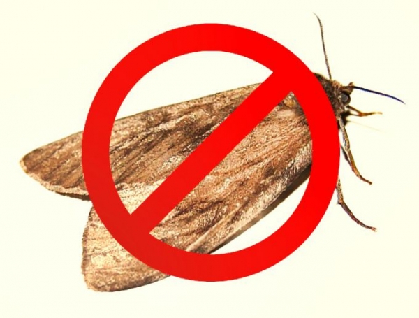 Как одолеть моль