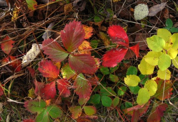 Чем подкормить клубнику осенью после обрезки