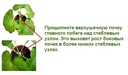 Прищипывание пеларгонии. Делаем правильно