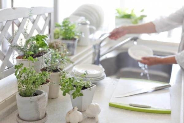 Как выбрать комнатные растения для кухни