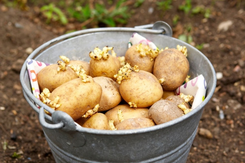 Нужно ли проращивать картофель перед посадкой
