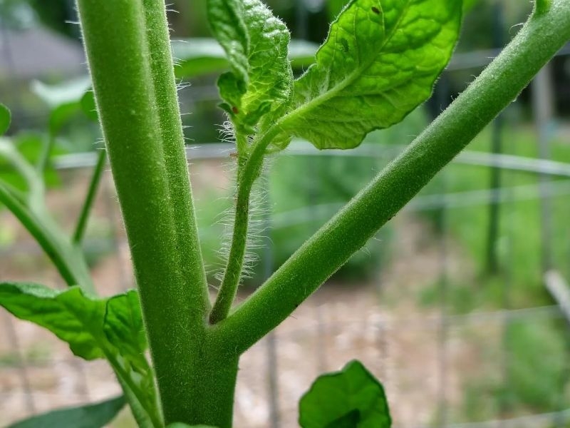 Как вырастить помидоры на балконе