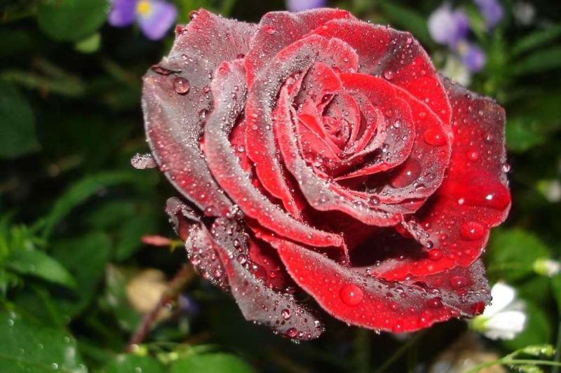 Роза «Черная магия»: описание и тонкости выращивания