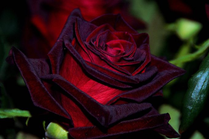 Роза «Черная магия»: описание и тонкости выращивания