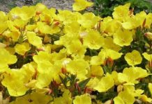 7 квітів, які витіснять бур’яни з ділянки