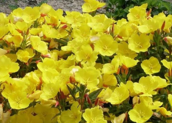 600-431-27-05-21-01