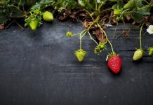 Обрізка листя полуниці після плодоношення: що дає та чому її краще не переносити на осінь