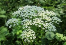 Як звільнити свою ділянку від сниті: кілька дієвих способів