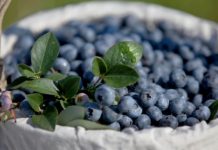 Чим корисна лохина для організму людини