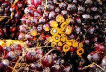 Як прямо в магазині визначити, що в продукті є пальмова олія