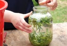 Без хімії на городі: готуємо натуральний інсектицид і фунгіцид