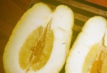 В Австралії люди виростили лимон-гігант вагою 2,6 кг на власному подвір’ї