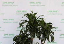 Види і сорти рослини драцена