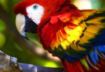 Тварини змінюють форму тіла, щоб адаптуватися до змін клімату – дослідження