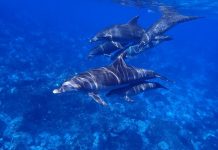 Дельфіни врятували чоловіка, який перебував у холодній воді більше 10 годин