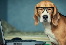 9 цікавих фактів, які корисно знати любителям собак