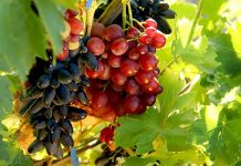 Усе про виноград