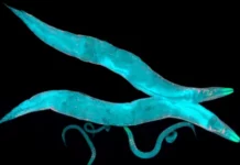 Nature Communications: у нематод знайшли ген, пов’язаний із хворобою Альцгеймера у людини