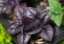 8 видів трав і спецій в італійській кулінарії